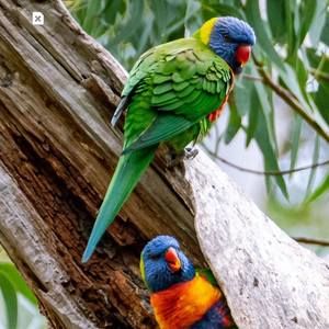 Meet your Posher, Norma